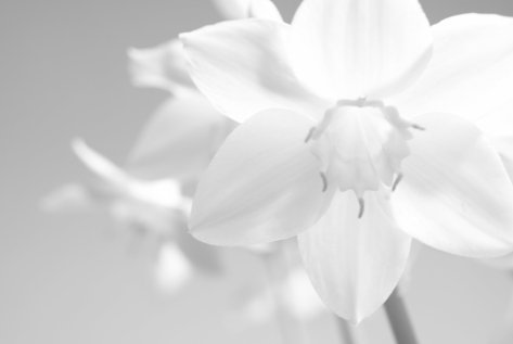 bunga-lily.jpg