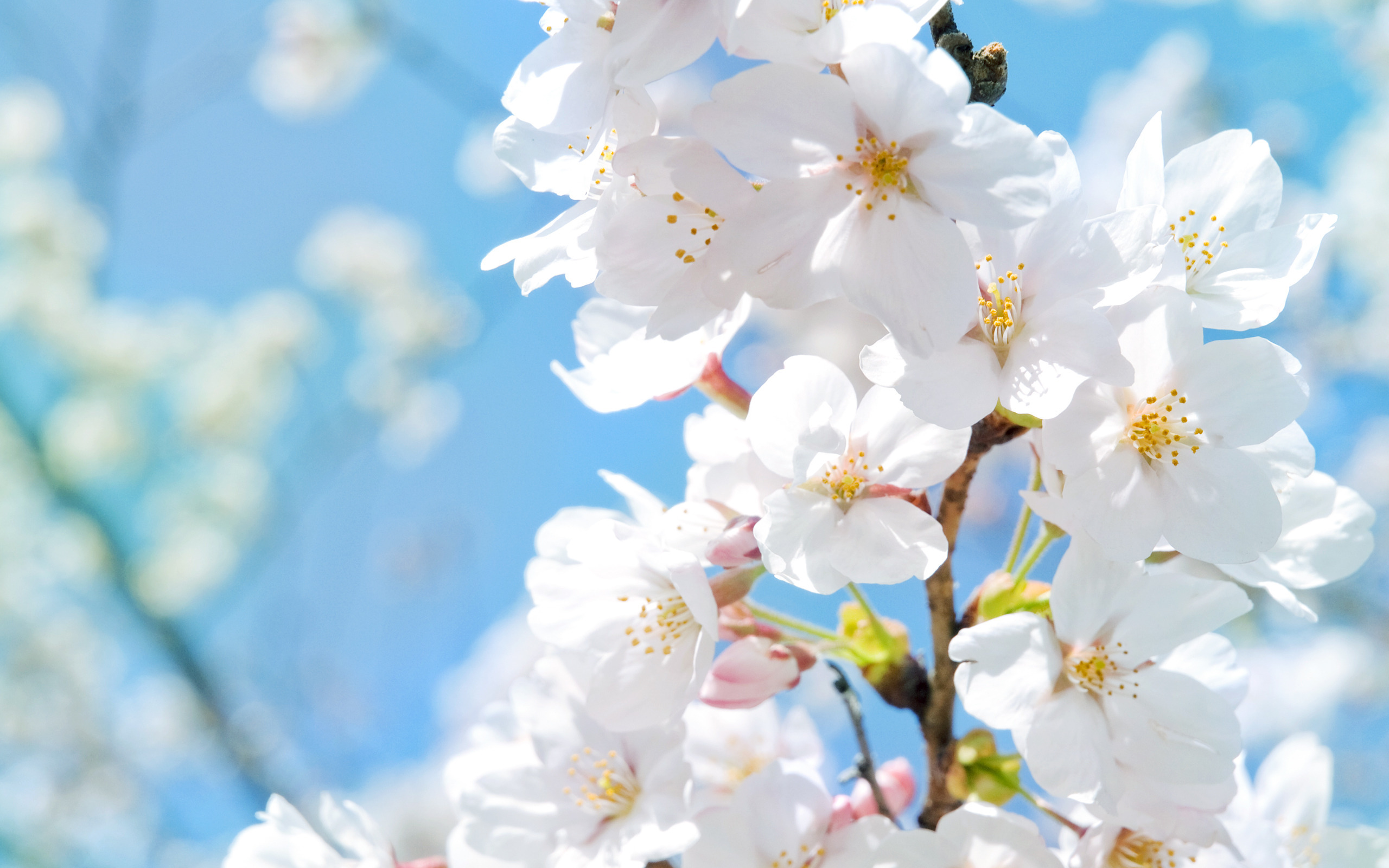 природа белые цветы весна без смс